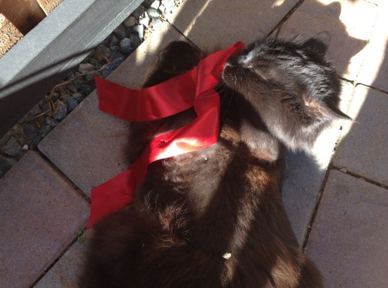 Mona chose her ribbon for the Tripawd Tribute Leash