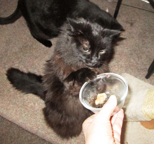 Grabbing-Food-Bowl.jpg